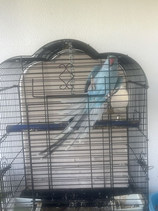 Ring nec novo com viveiro