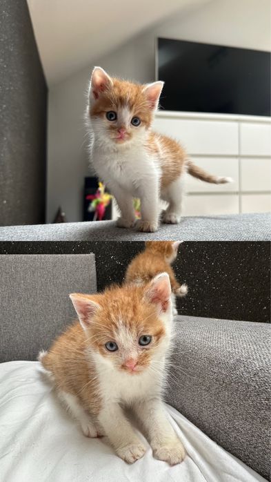 Urocze rude kocięta do adopcji – przytulaśne rodzeństwo