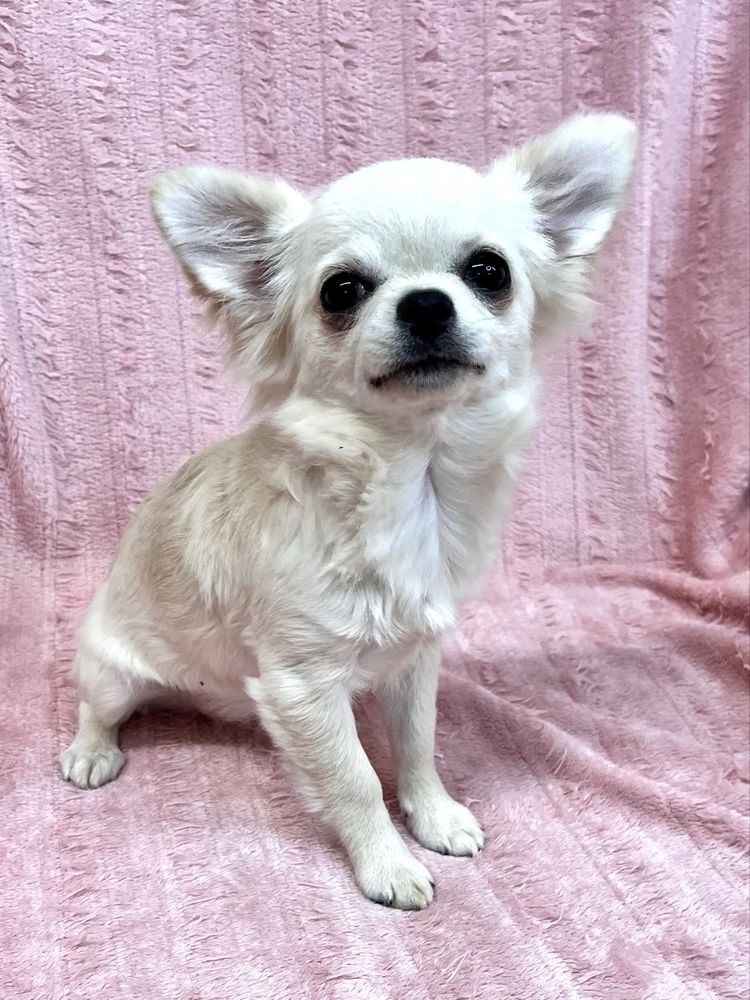 Chihuahua Femea Pelo Comprido