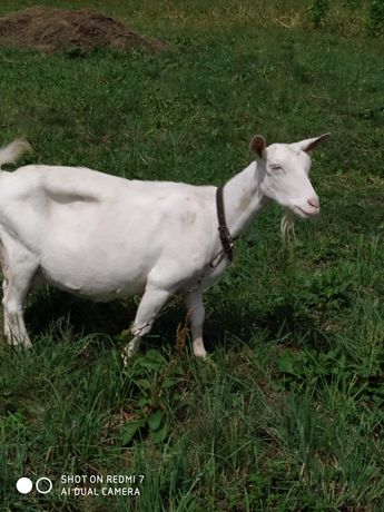 Заанеанська коза