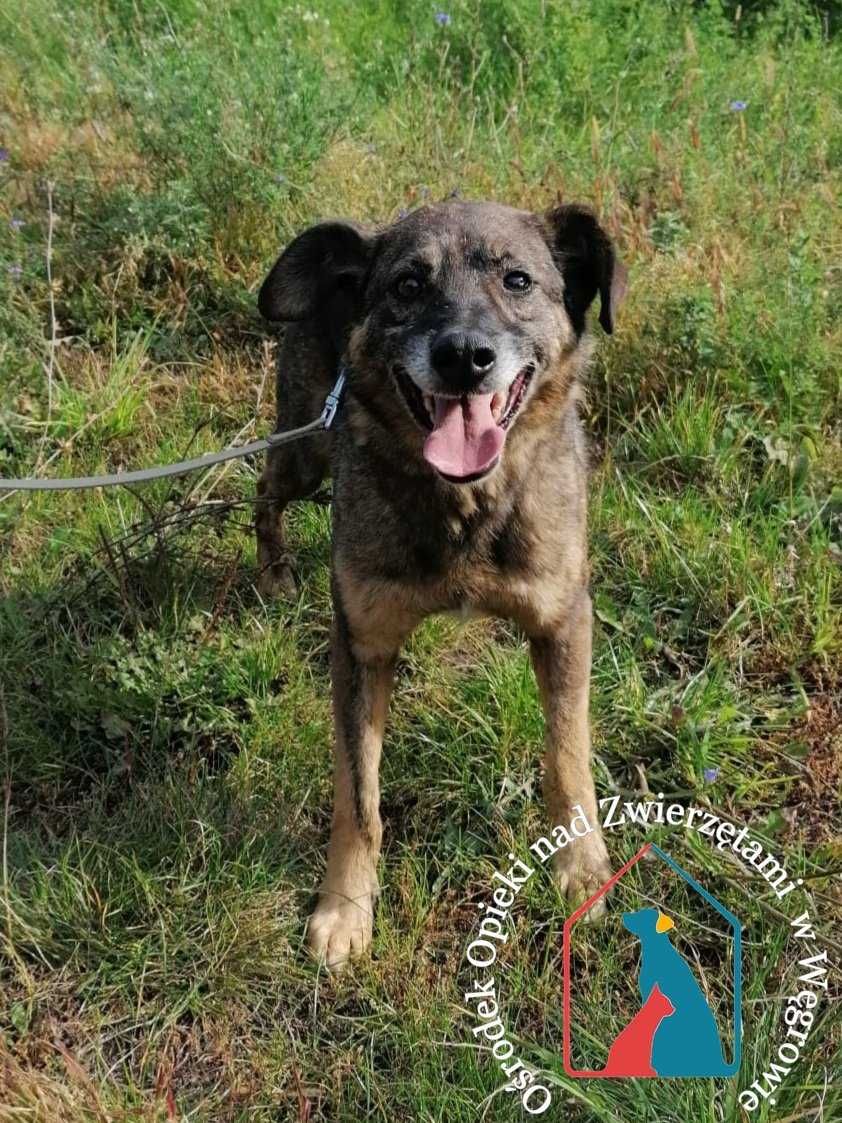 ORBIT  szuka domu! Już długo jest w schronisku. Adoptuj!