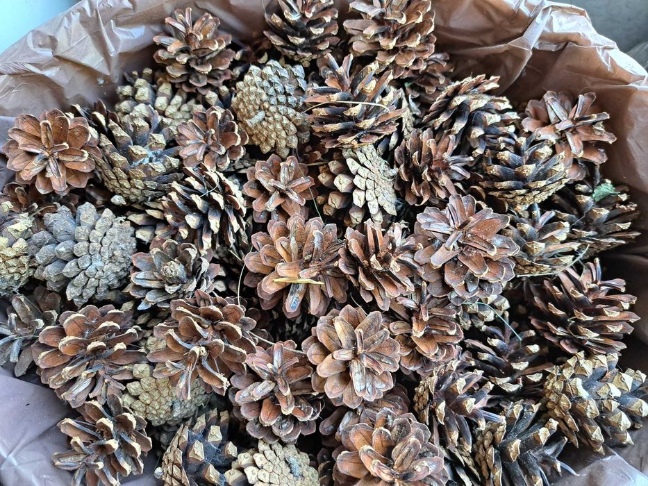 szyszki sosnowe szyszka