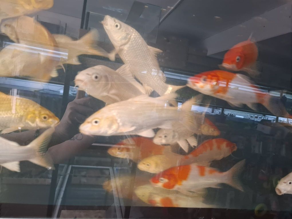 Karpie koi różne kolory  25cm plus