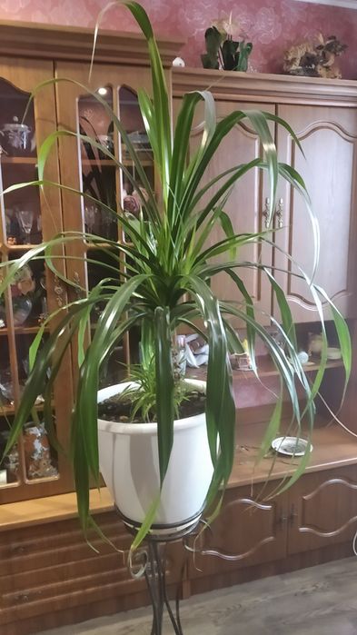 Огромный цветок ПАНДАНУС