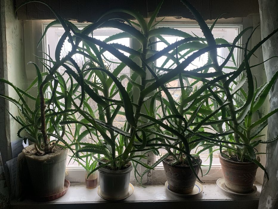 Продам алоя за 200 грн торг 6 год