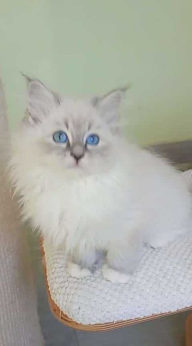 Kotka Neva Masquerade po International Champion WCF