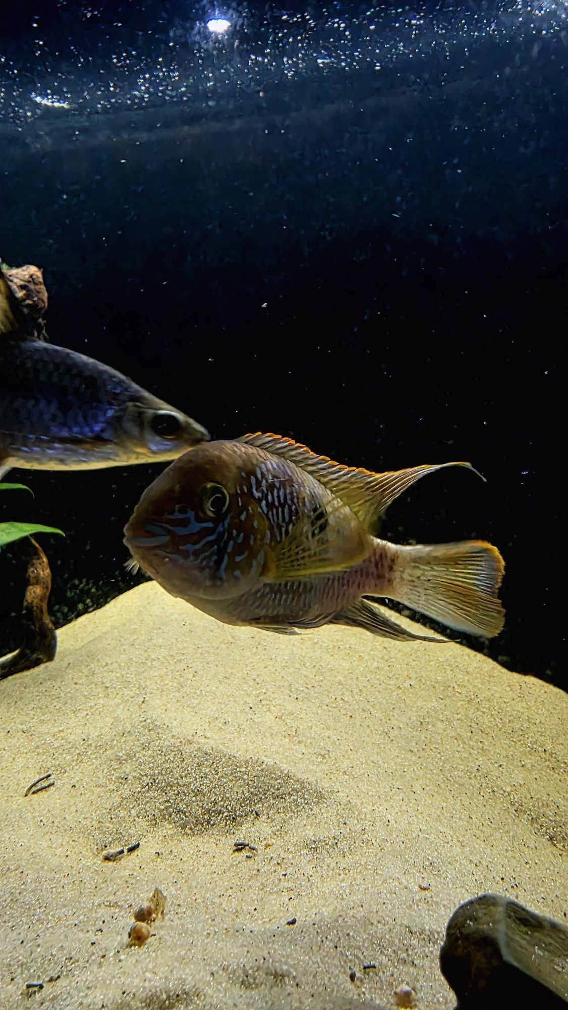 Akara pomarańczowopłetwa 2szt samiec