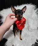 Praski Ratler - Ratlerek miniaturka - mini nie pinczer, nie chihuahua