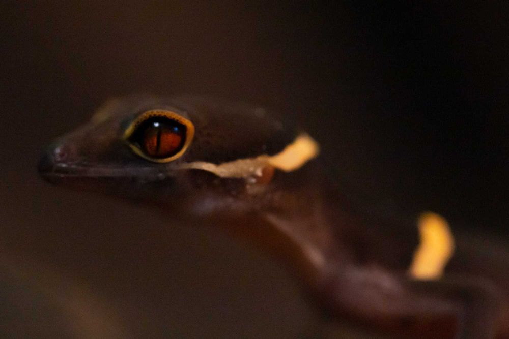 Goniurosaurus hainanensis, gekony chińskie Warszawa