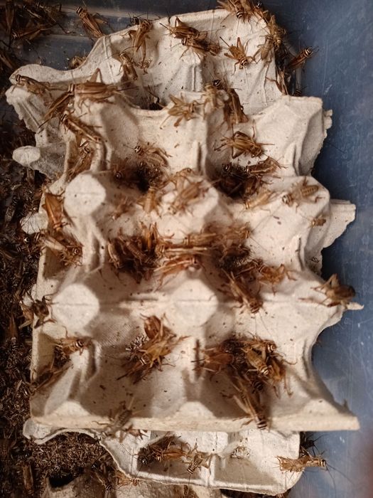 Świerszcze domowe KARMÓWKA 1 litr 90zł