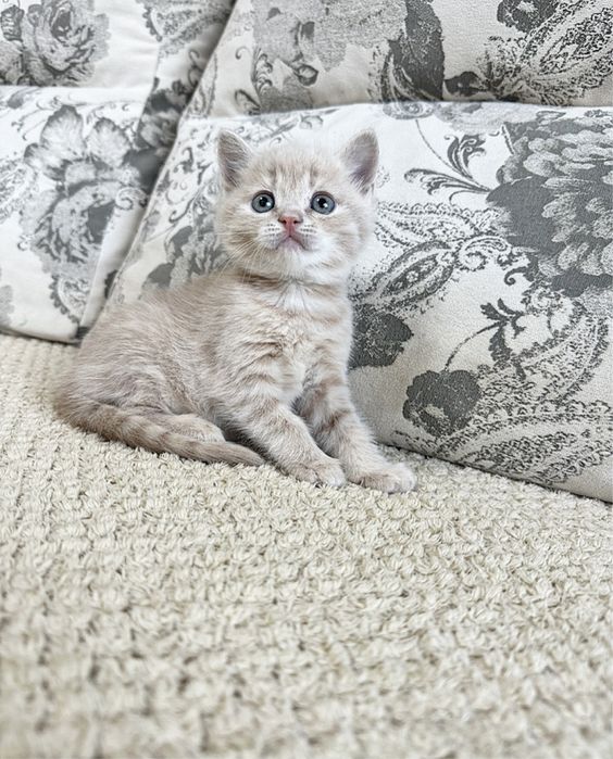 Бусинки Шикарные в Киеве