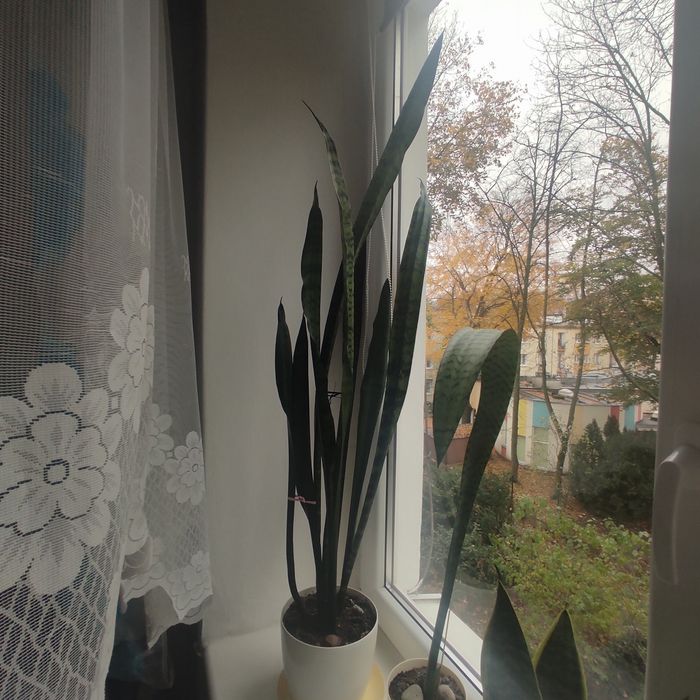 Sprzedam Sensewiere  wysokość 110  mierzone bez doniczki . cm