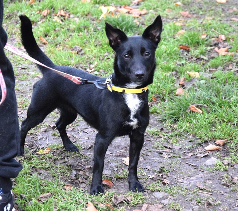 Malutka, urocza, przytulaśna, bezdomna ok roczna sunia czeka na dom