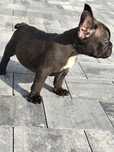 Buldog francuski sunia