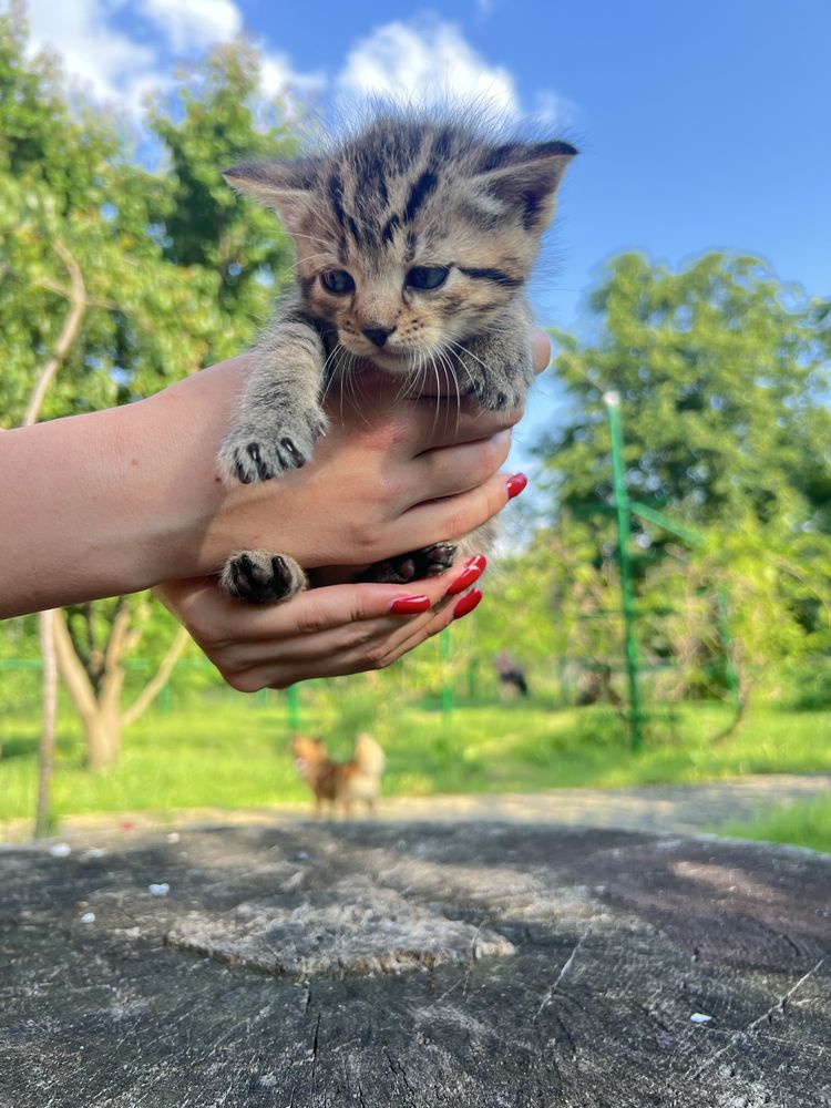 Кошенята,котята,кіт,киця,кицька, котик,котенята в хороші руки