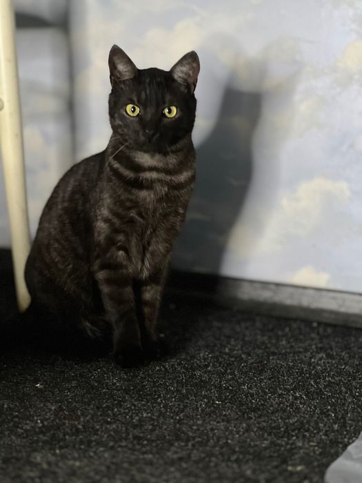 Котики з Донеччини шукають родину / Котик в добрые руки