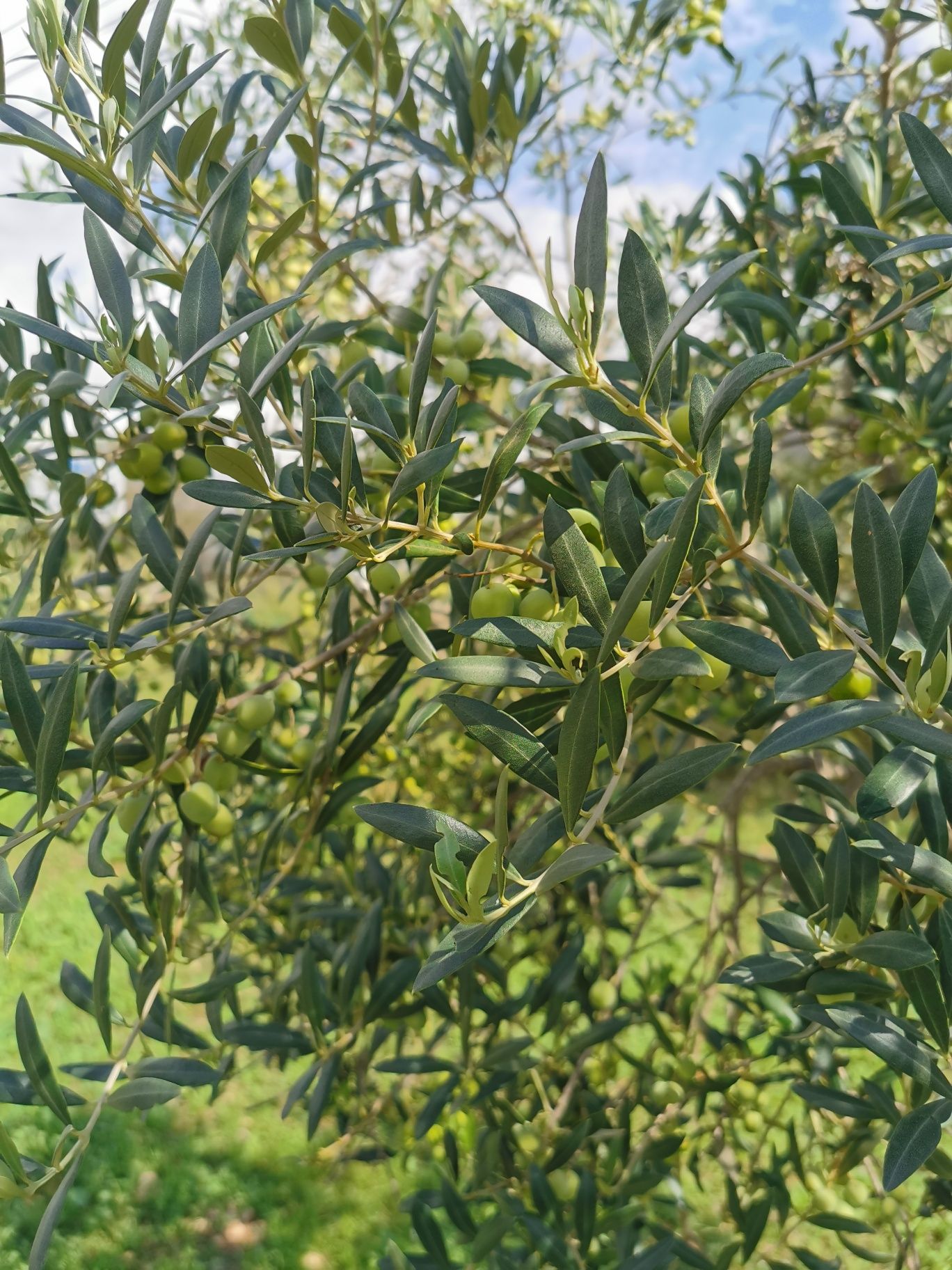 Oliwa z oliwek 5L ekologiczna ekstra virgin wirgen
