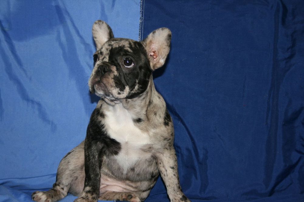 Щенята французького бульдога, дівчинка.