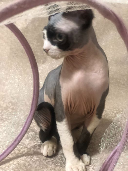 Кошеня Девон рекс