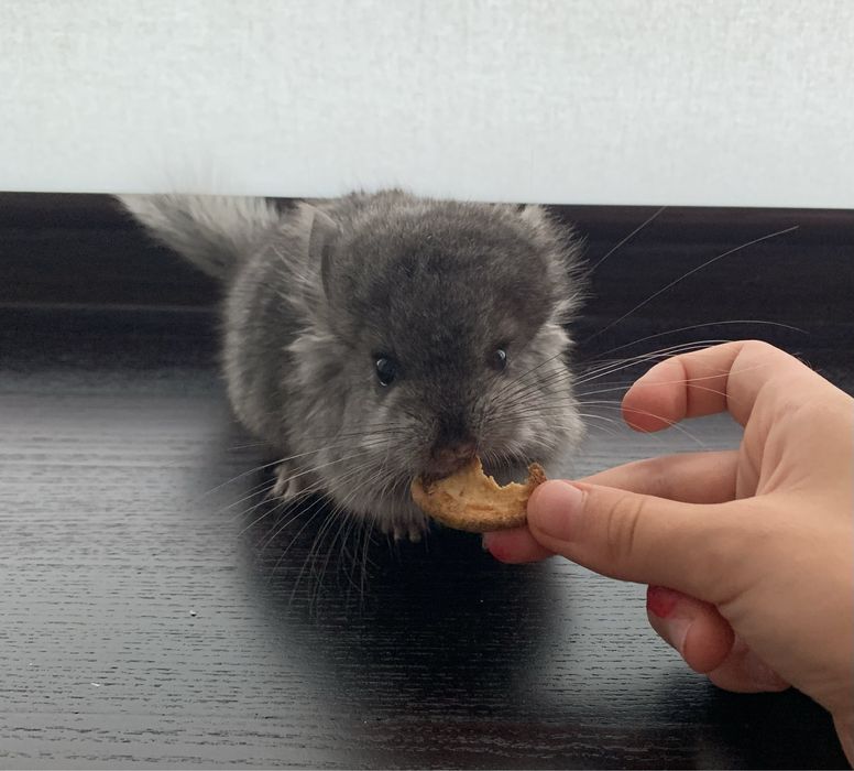 Збалансований корм для шиншил шиншилла