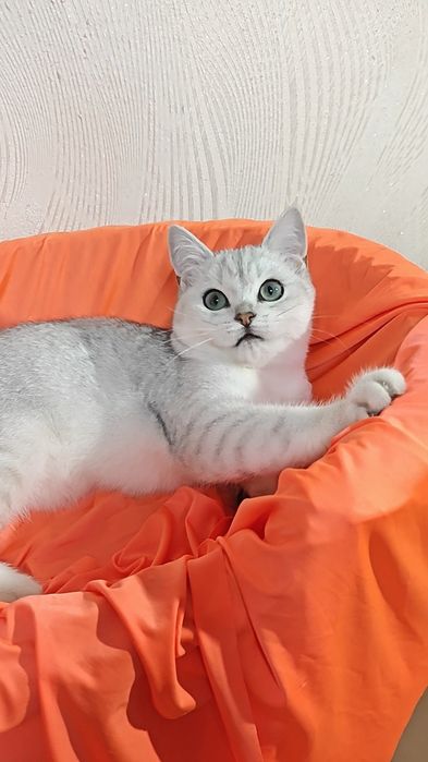 Хлопчик з мигдалевидними очами срібляста шиншила