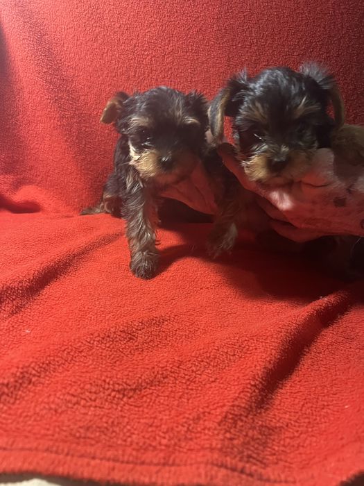 Йоркширский терьер