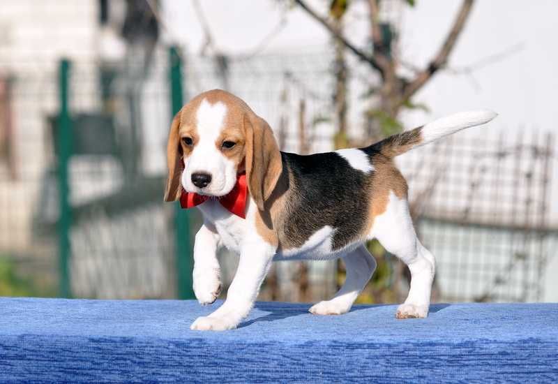 Цукерочка, солоденька крихітка / цуценята бiгля / щенки бигля