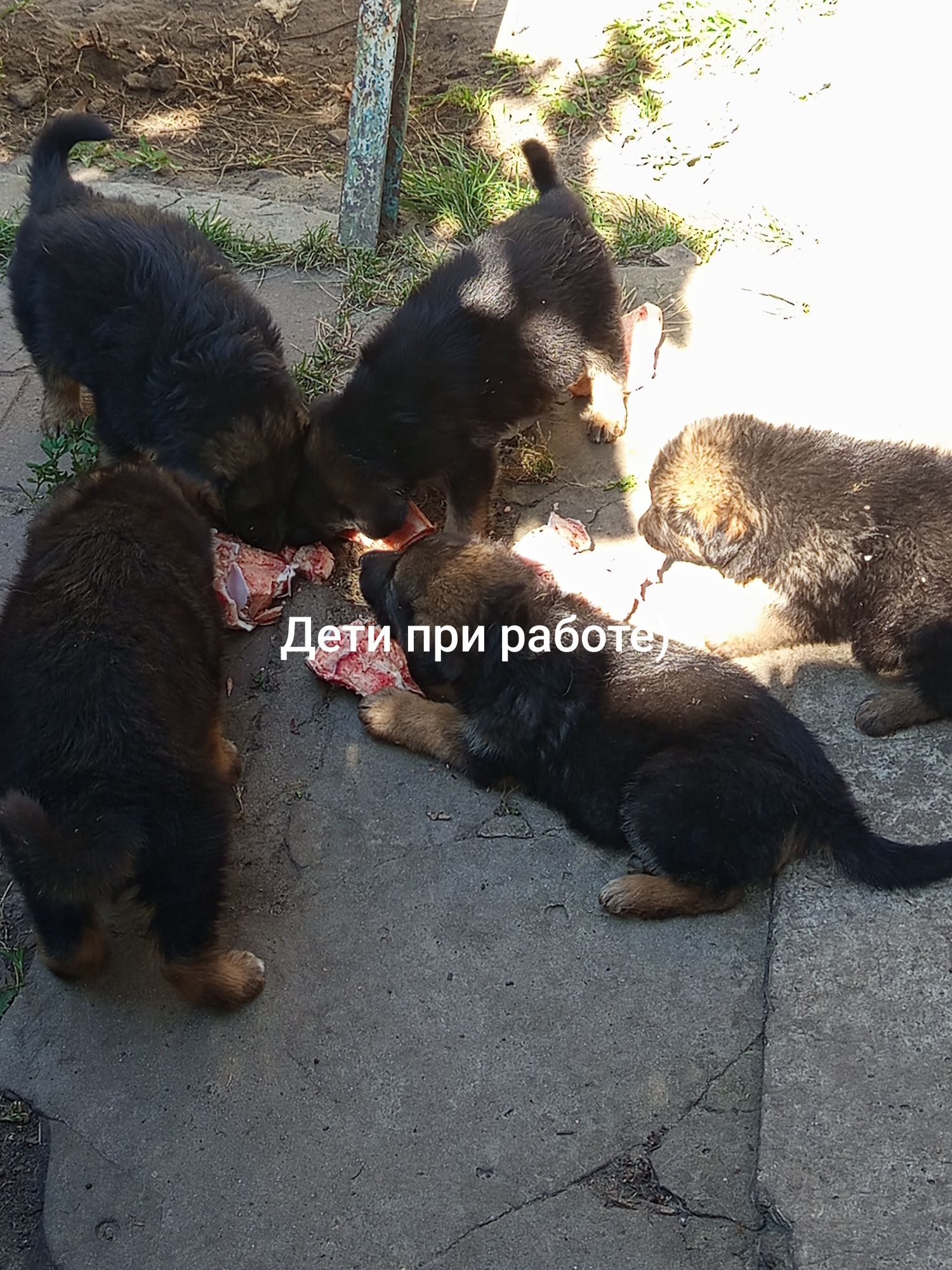 Щенки немецкой овчарки