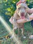 Amerykanski Pitbull - suczka *unikatowa* ostatnia