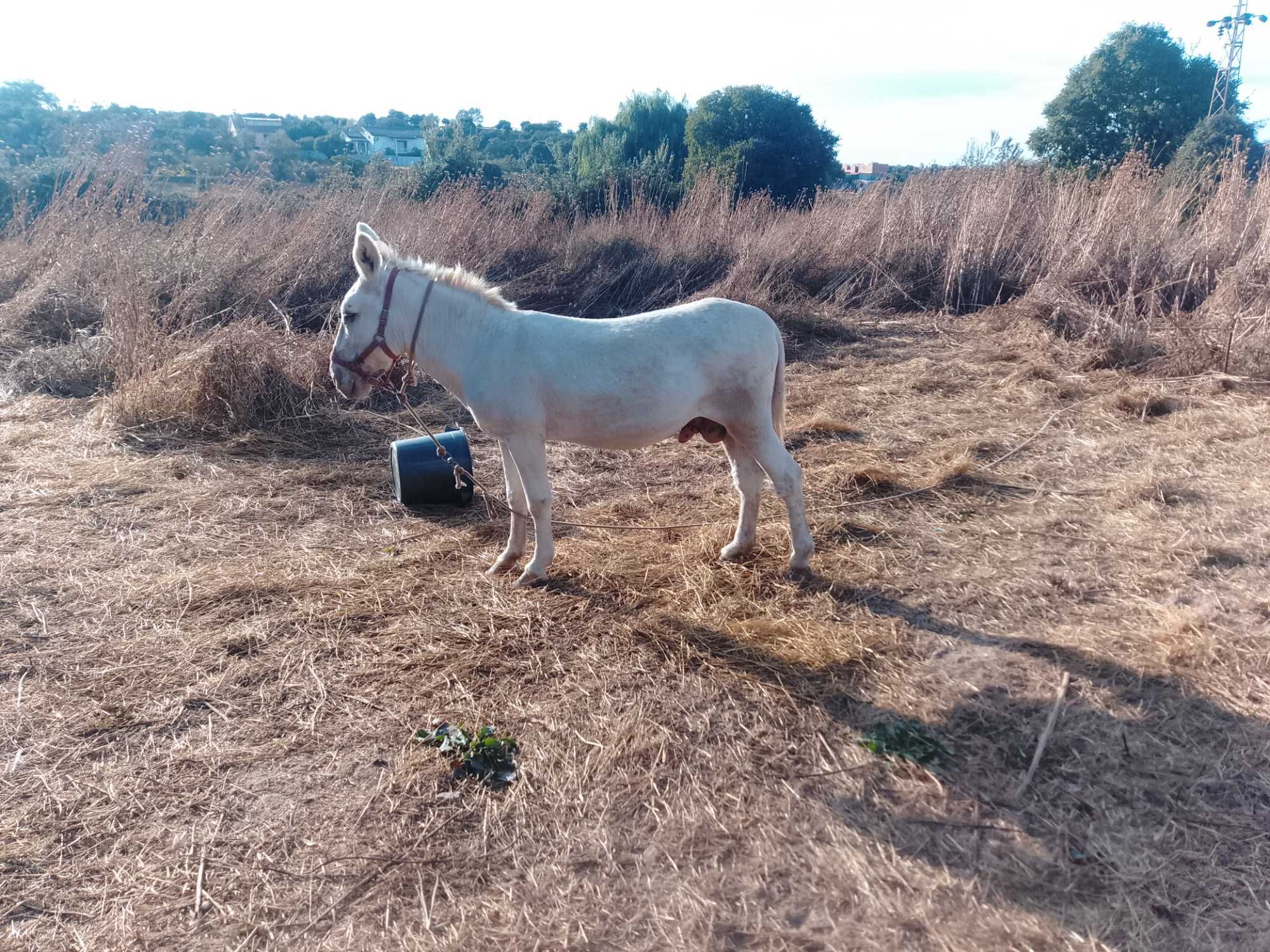Burro inteiro muito manço