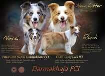 Border Collie dziewczynka FCI