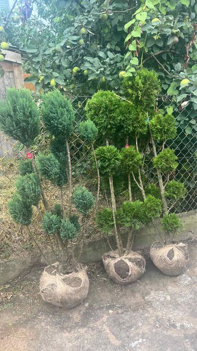 Туї, штамбові рослини, кипариси, нівакі