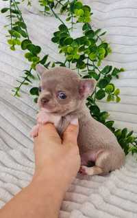 Excecional menino Mini mini Chihuahua / Chiuaua mini. Qua