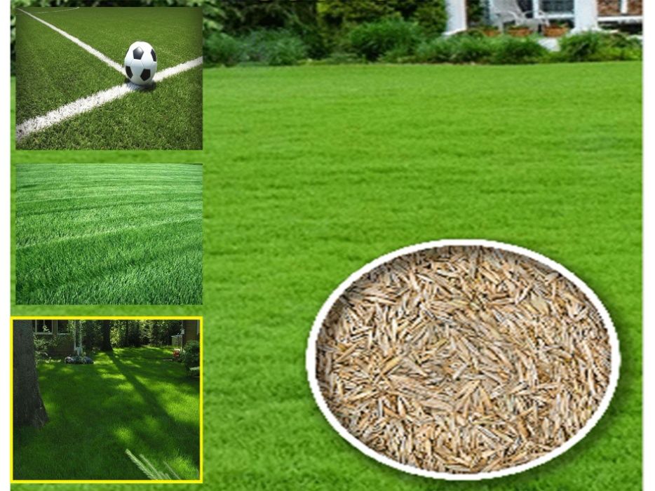 Насіння газону. Газон Спортивний, ваговий, Врожай 2025 року. 1 кг