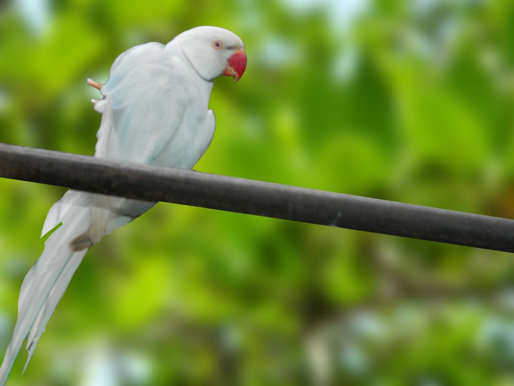 RingNeck Cinzento Macho/Fêmea