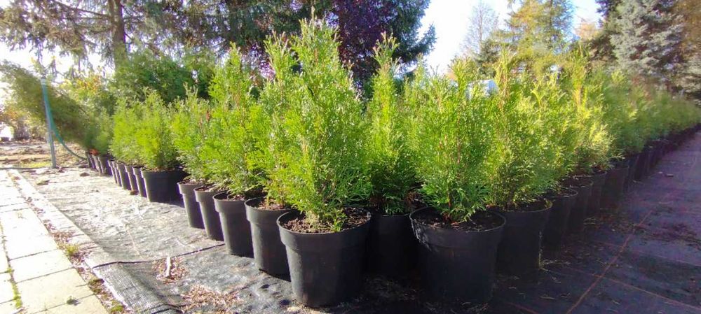 Tuja Szmaragd, Thuja Smaragd