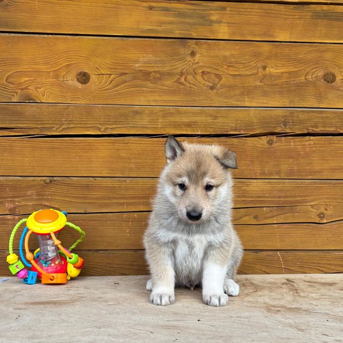Łajka zachodniosyberyjska piesek