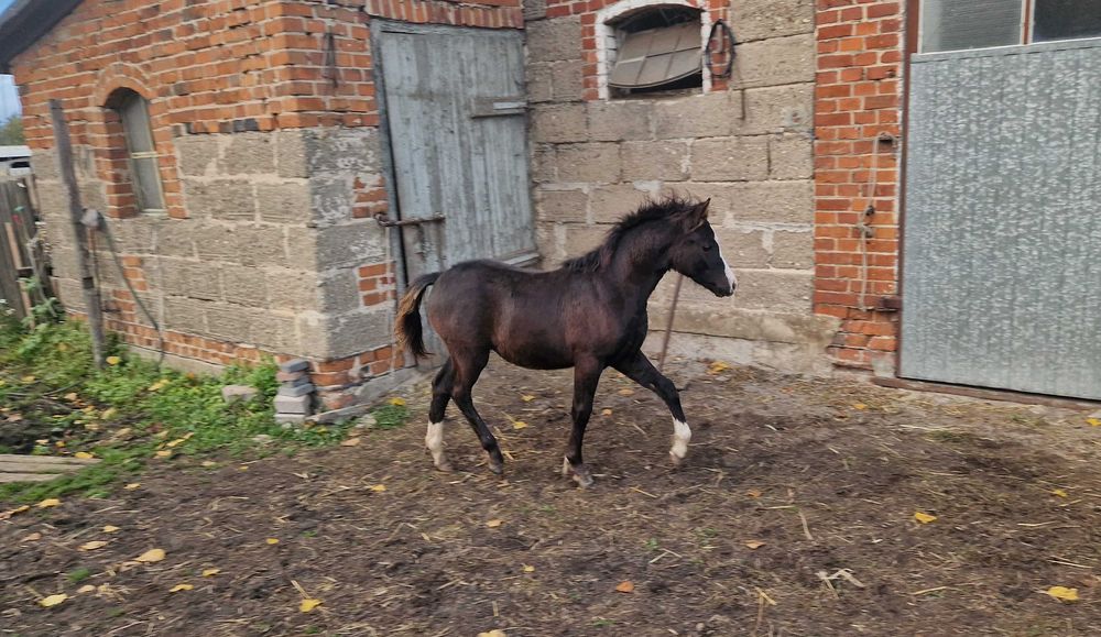 Ogierek kuc walijski PL PLUTON