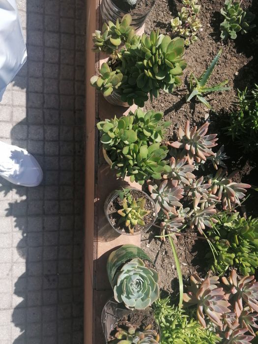 Catos e suculentas(Envio por correio)