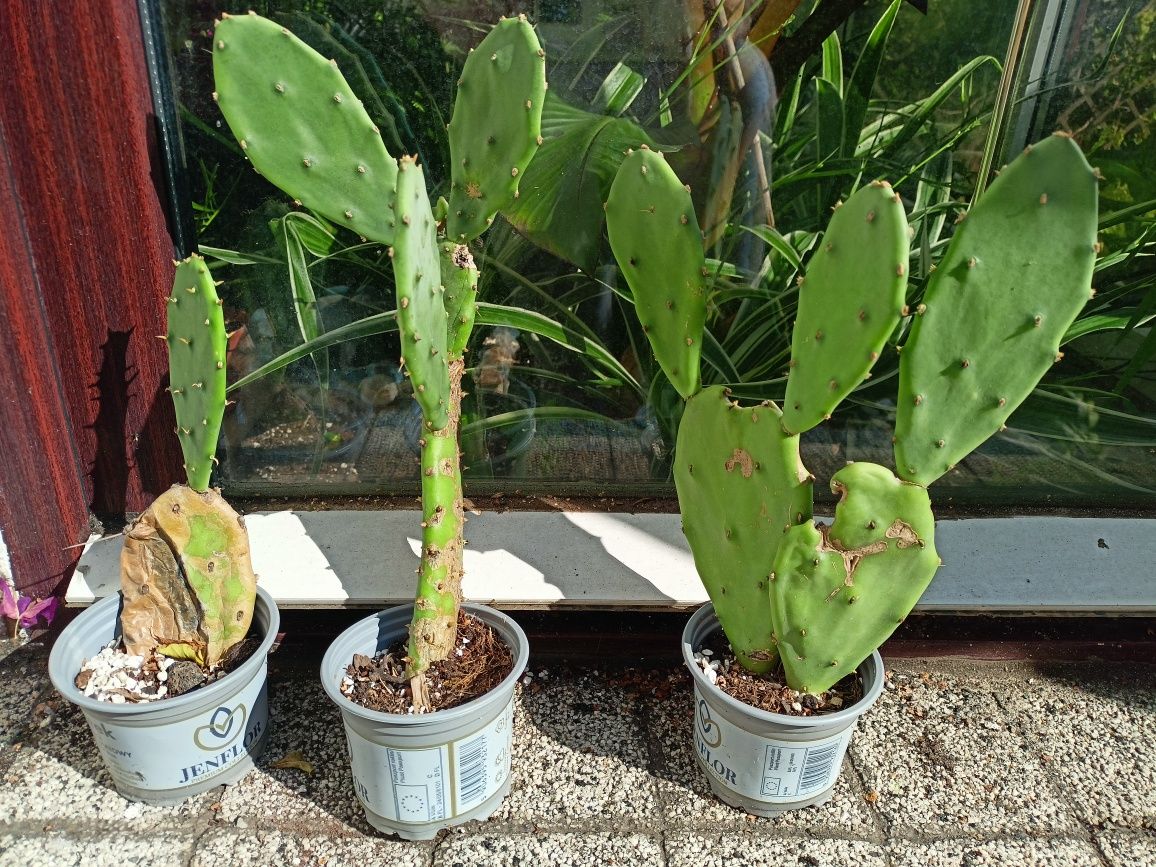 Banan papirus opuncja maureli dasyliiron oliwka dasyliiron bambus