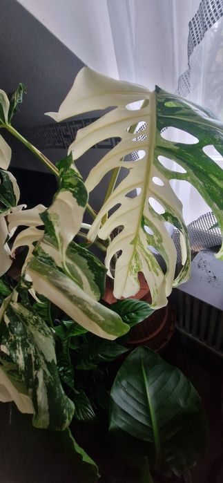 Monstera variegata