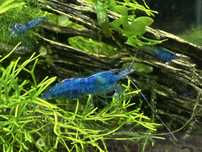 Neocaridina blue dream