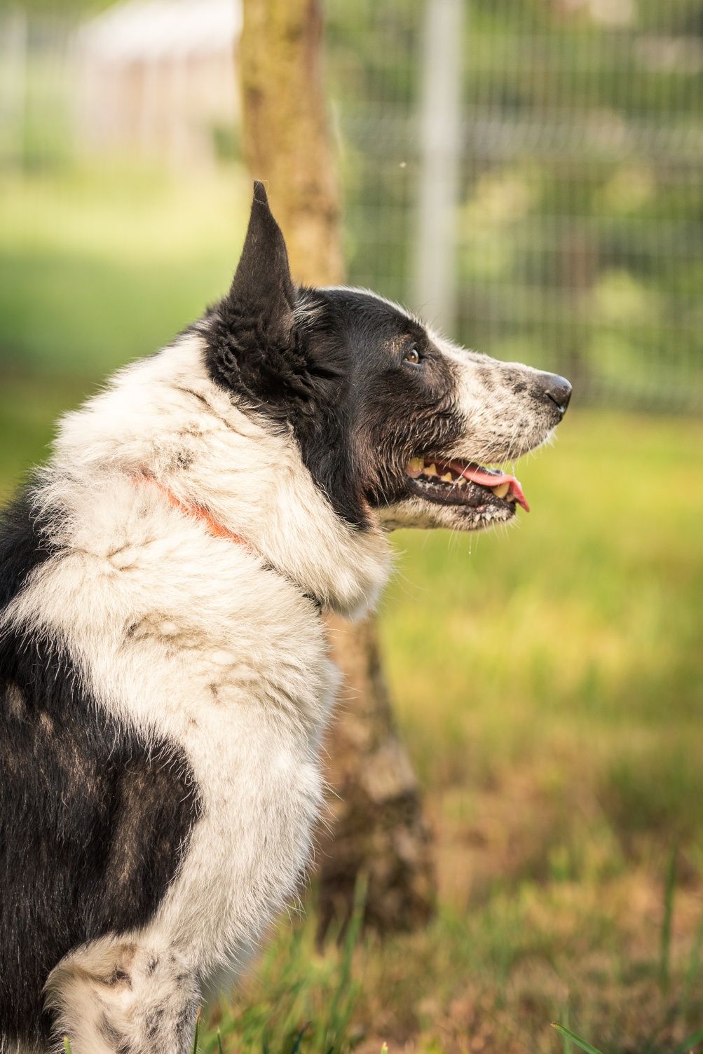 Rufi w typie Border Collie do ŚWIADOMEJ adopcji!