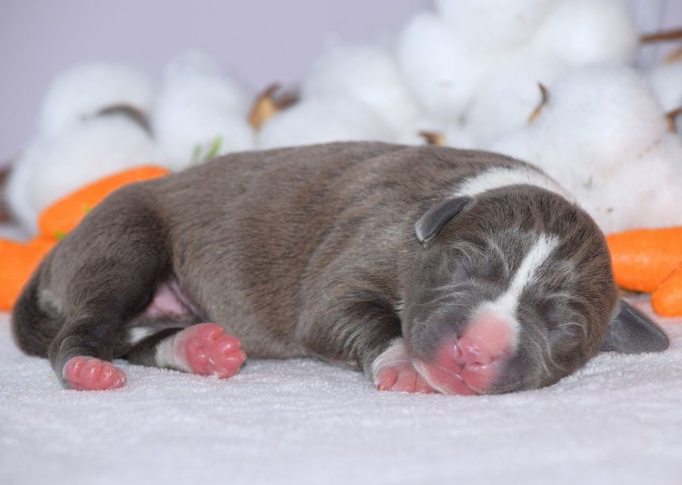 Элитная голубая стаффочка! Амстафф, стафф, стаффордширский терьер