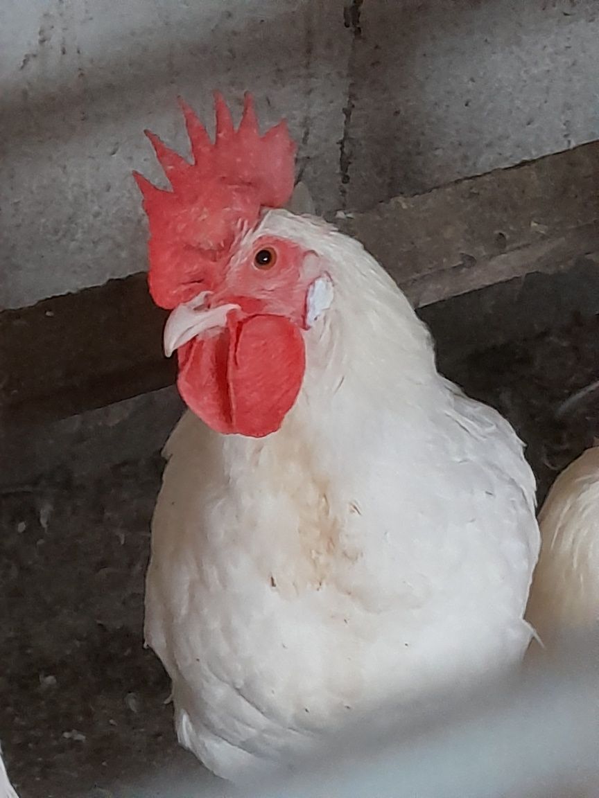 Sprzedam koguty własnego chowu