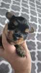 Dziewczynka Sunia yorkshire terrier