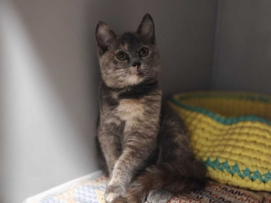 Кошеня Сільва дівчина шукає дім