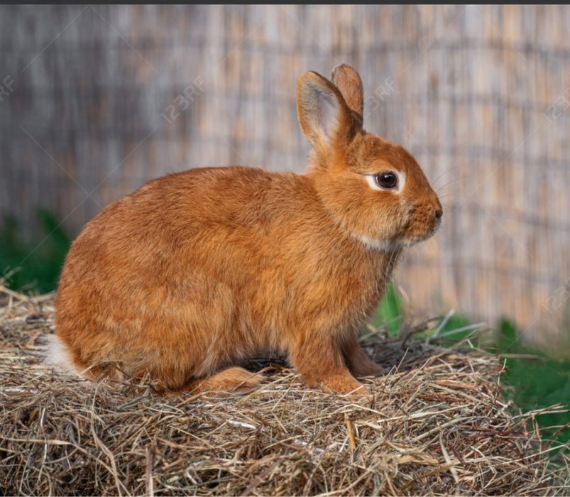 Temos coelhos prontos para nova cada.