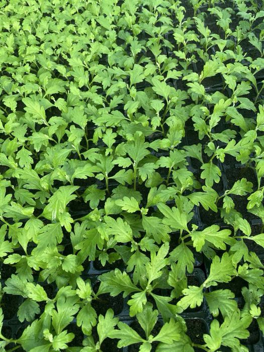 Хризантема одноголова зріз і кущі