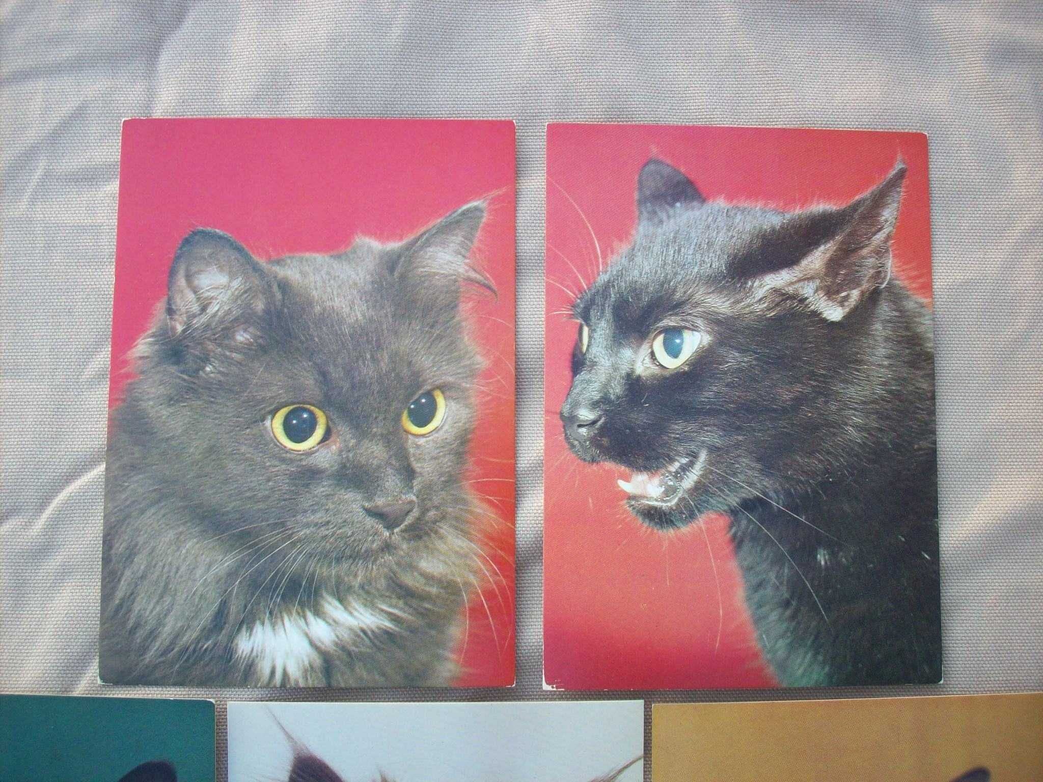 Pocztówka kot koty, zestaw 9 sztuk, bez obiegu, PRL.